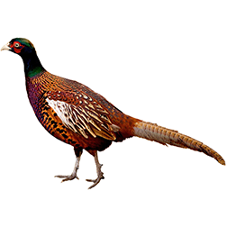 White-winged Pheasants